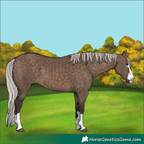 Horse Color:Silver Brown Dun 
