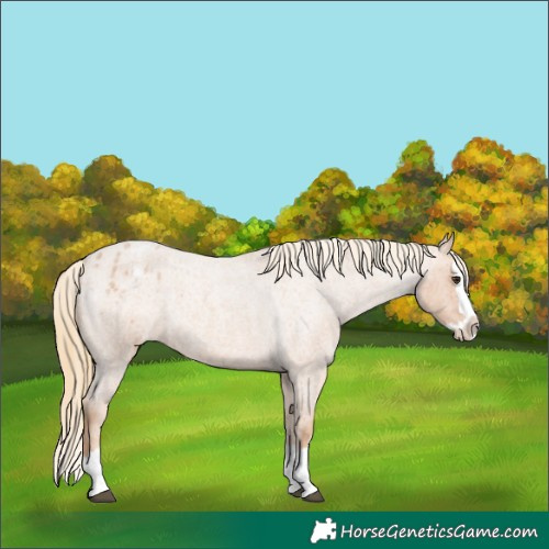 Horse Color:Red Roan Splash Appaloosa 