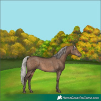 Horse Color:Silver Brown Dun Rabicano 