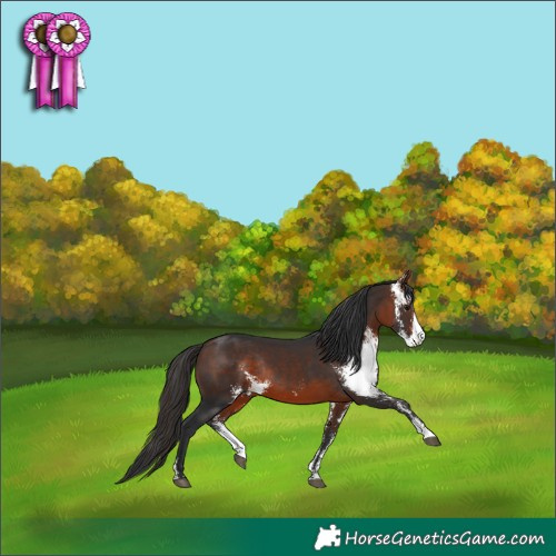 Horse Color:Bay Sabino Rabicano 