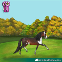 Horse Color:Bay Sabino Rabicano 