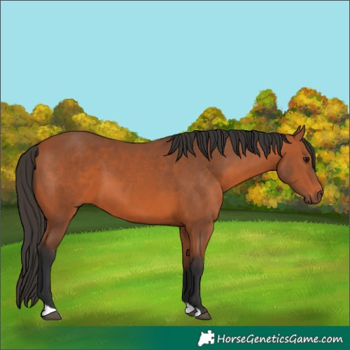 Horse Color:Bay 