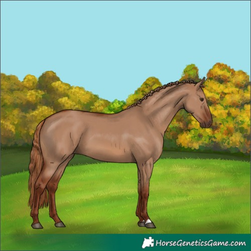 Horse Color:Red Dun 