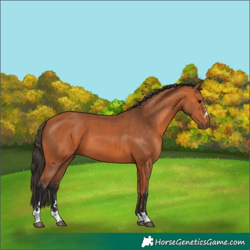 Horse Color:Bay 