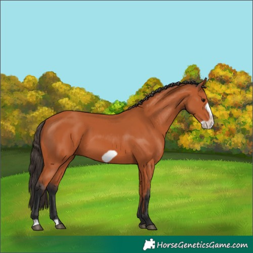 Horse Color:Bay Frame 