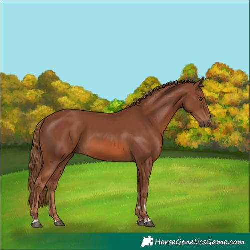 Horse Color:Chestnut 