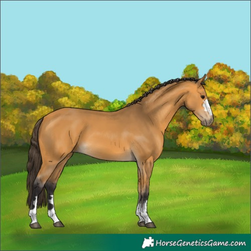 Horse Color:Buckskin 