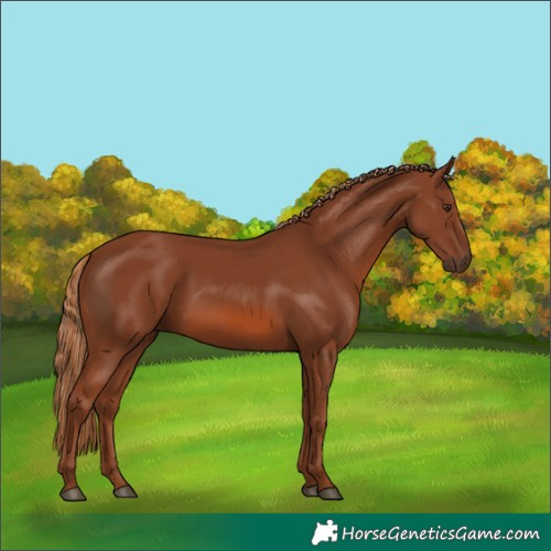 Horse Color:Chestnut 