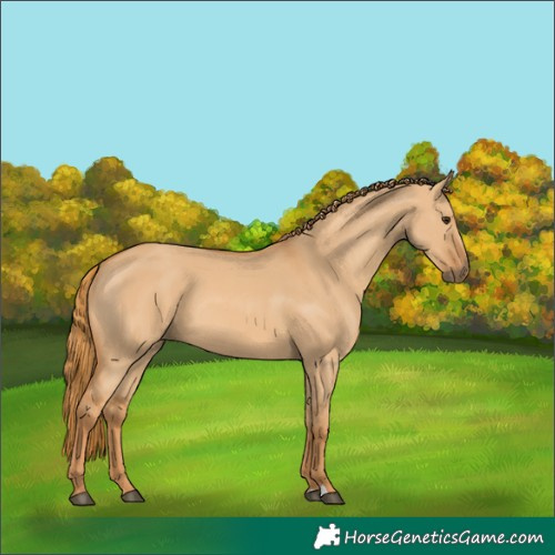 Horse Color:Red Dun 