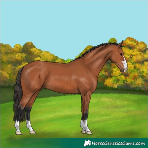 Horse Color:Bay 