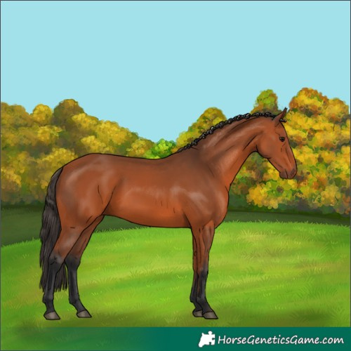 Horse Color:Bay 