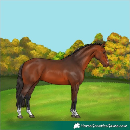 Horse Color:Bay 