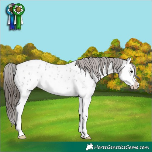 Horse Color:Grullo Roan Splash Appaloosa 