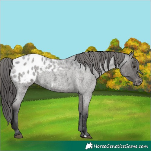 Horse Color:Blue Roan Appaloosa 