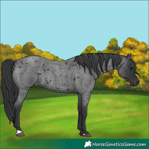 Horse Color:Blue Roan 