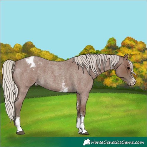 Horse Color:Silver Blue Roan Sabino Appaloosa 