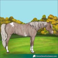 Horse Color:Silver Blue Roan Sabino Blanket