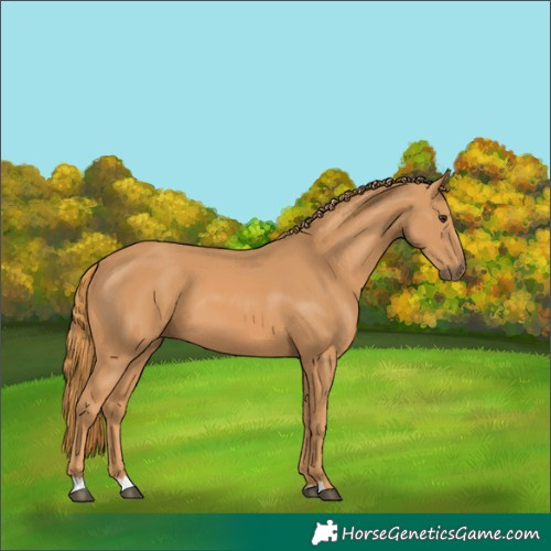 Horse Color:Chestnut 