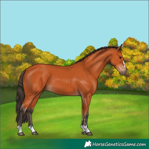 Horse Color:Bay 