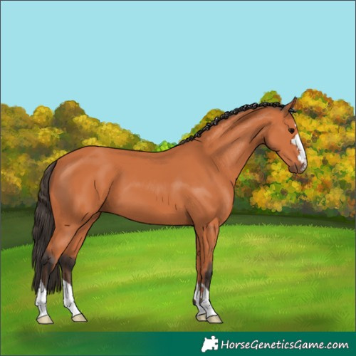 Horse Color:Bay 