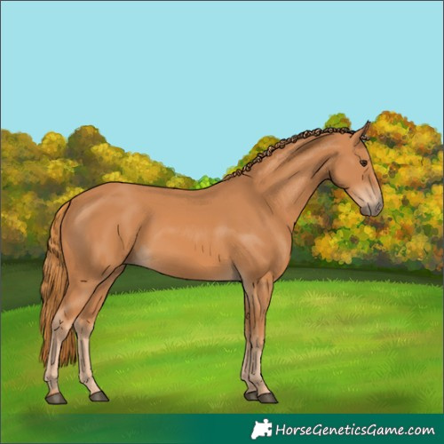 Horse Color:Chestnut 