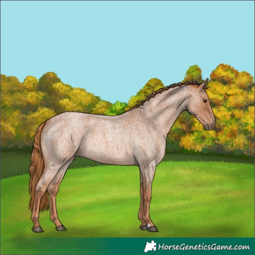 Horse Color:Red Roan