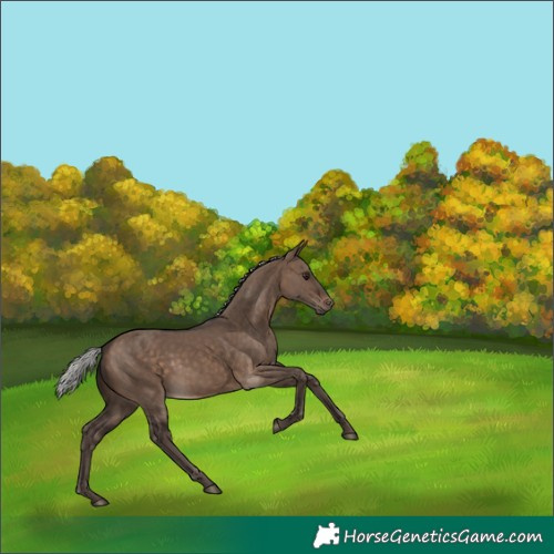 Horse Color:Silver Brown Dun 