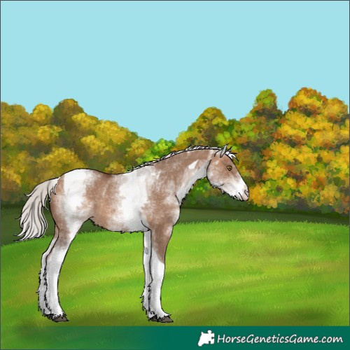 Horse Color:White Spotted Silver Brown Dun Tobiano Rabicano 