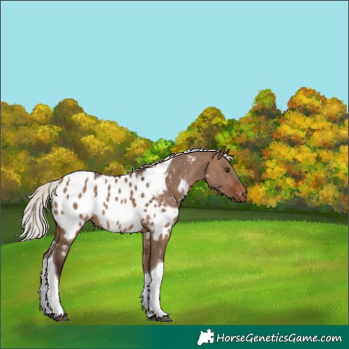 Horse Color:Silver Brown Dun Tobiano Near Leopard Rabicano 