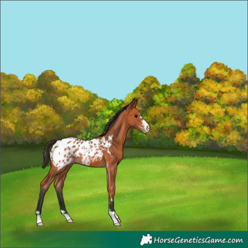 Horse Color:Bay Appaloosa
