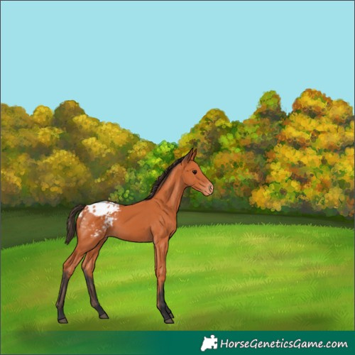 Horse Color:Bay Blanket