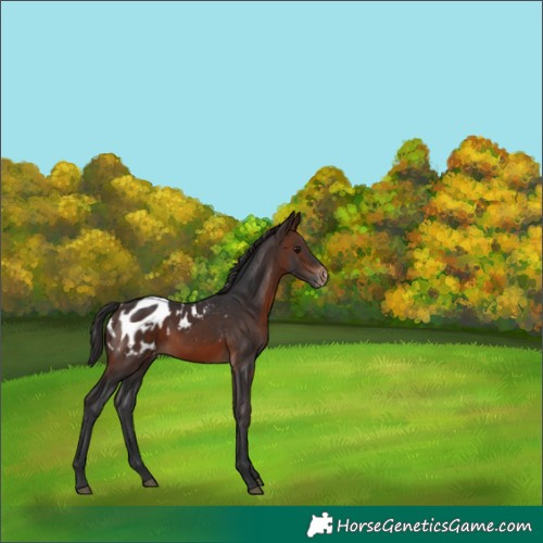 Horse Color:Brown Blanket