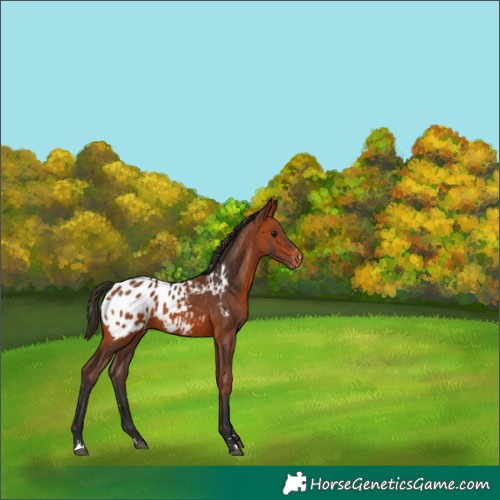 Horse Color:Bay Blanket 