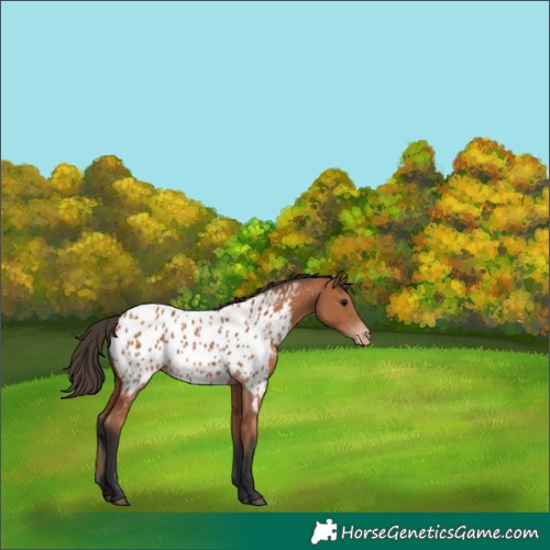 Horse Color:Bay Appaloosa