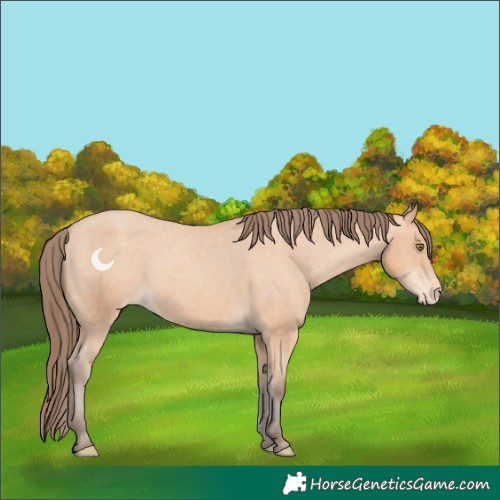 Horse Color:Amber Champagne Appaloosa 