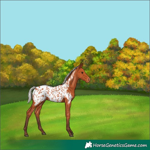 Horse Color:Silver Bay Near Leopard 