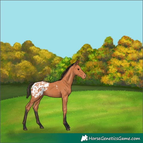 Horse Color:Bay Blanket