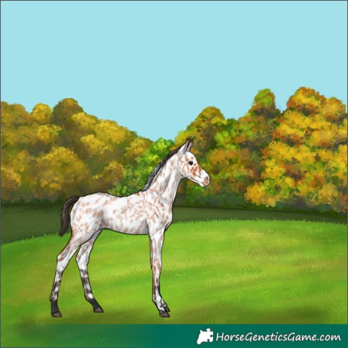Horse Color:Bay Roan Leopard