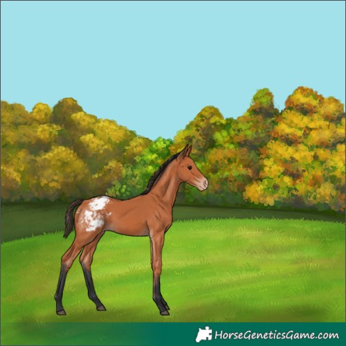 Horse Color:Bay Blanket