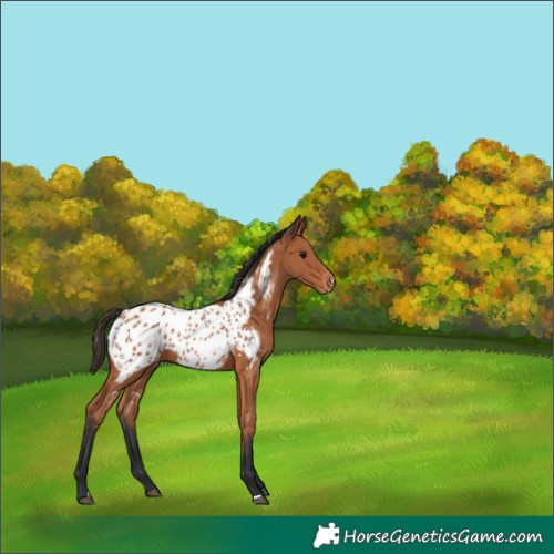 Horse Color:Bay Near Leopard 