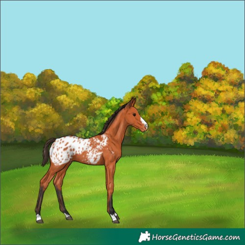 Horse Color:Bay Appaloosa 