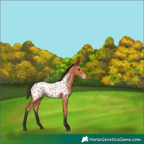 Horse Color:Bay Near Leopard