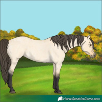 Horse Color:Buckskin Roan Dun Frame 