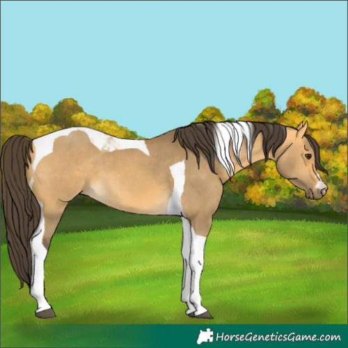 Horse Color:Buckskin Dun Tobiano 
