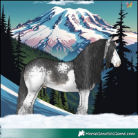 Horse Color:White Spotted Black Splash
