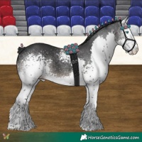Horse Color:White Spotted Black Splash 