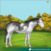 Horse Color:White Spotted Black Splash 