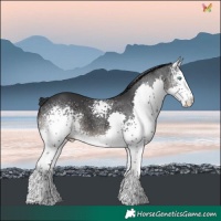 Horse Color:White Spotted Black Splash 