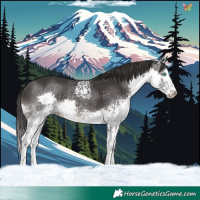 Horse Color:White Spotted Smoky Black Splash 
