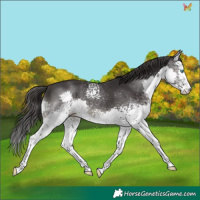 Horse Color:White Spotted Smoky Black Splash 